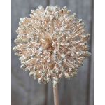 Umělé Allium HELLA, třpytky, šampaňské, 45cm, Ø8cm