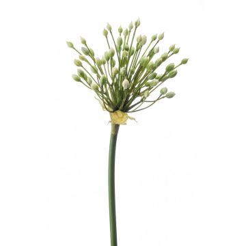 Umělé allium KATYNA, krémové, 70cm, Ø12cm