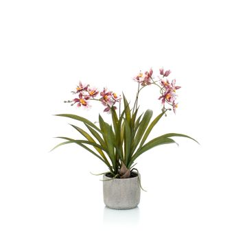 Umělecká orchidej oncidium COLUNGA v keramickém květináči, růžovo-fialová, 45cm