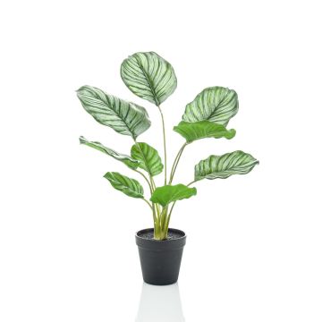 Umělá calathea orbifolia FILOMEA, zeleno-bílá, 45cm