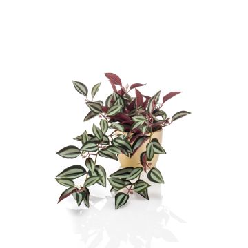 Umělá tradescantia zebrina MBARKA v keramickém květináči zlatá, zeleno-červená, 40cm